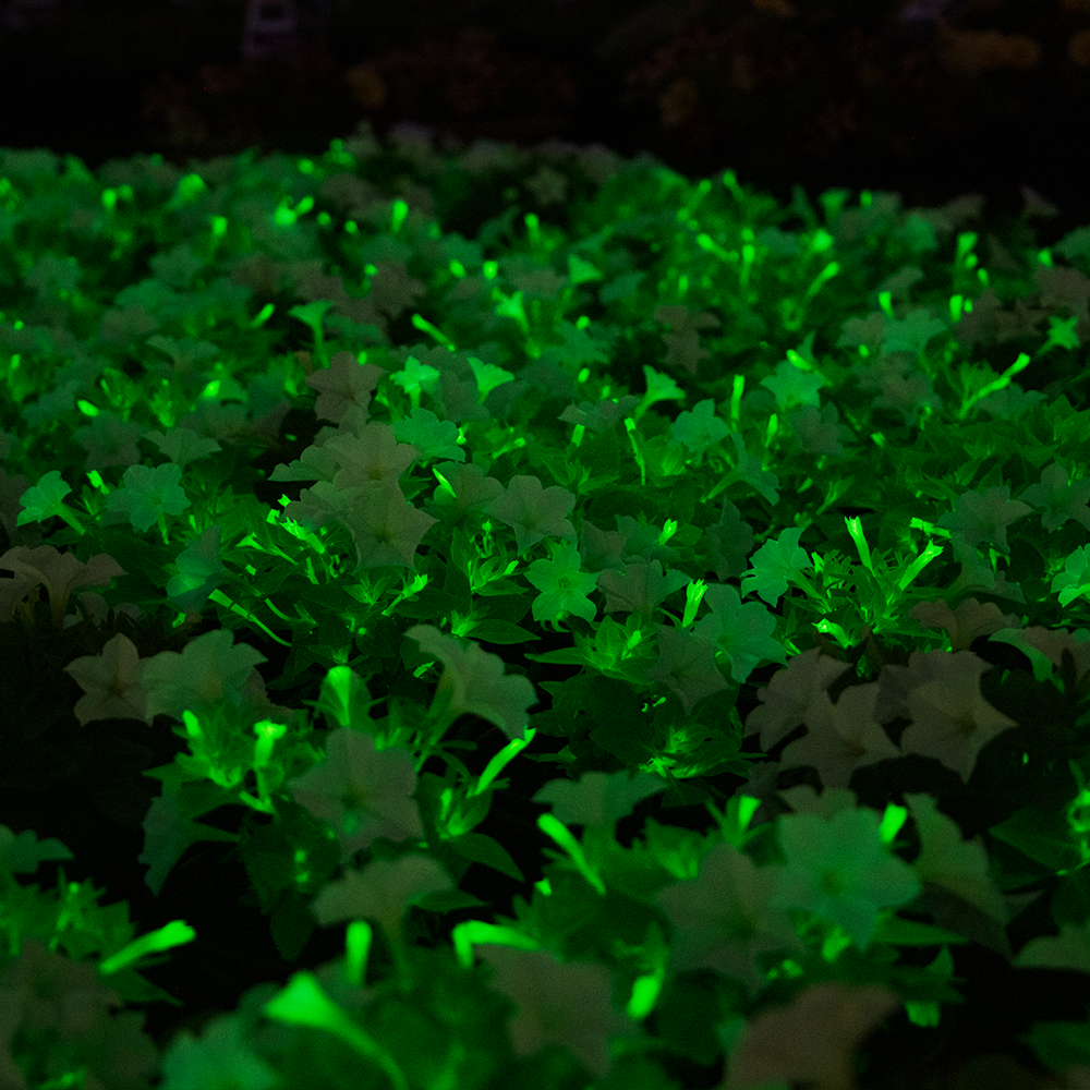 glowing petunias 14_1000x1000