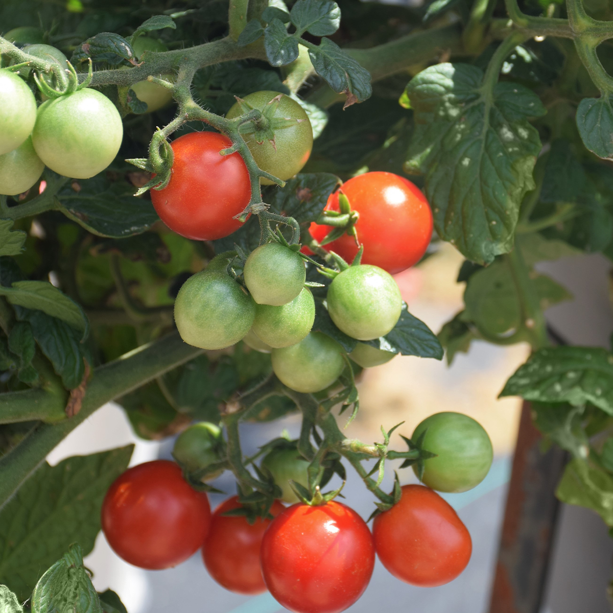 little bing tomato.jpg