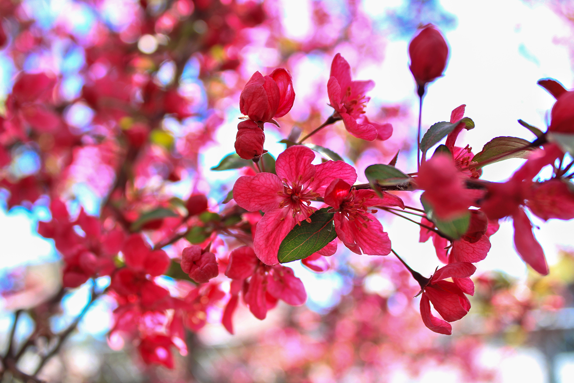 Prairifire Crabpple flowers 1920×1280