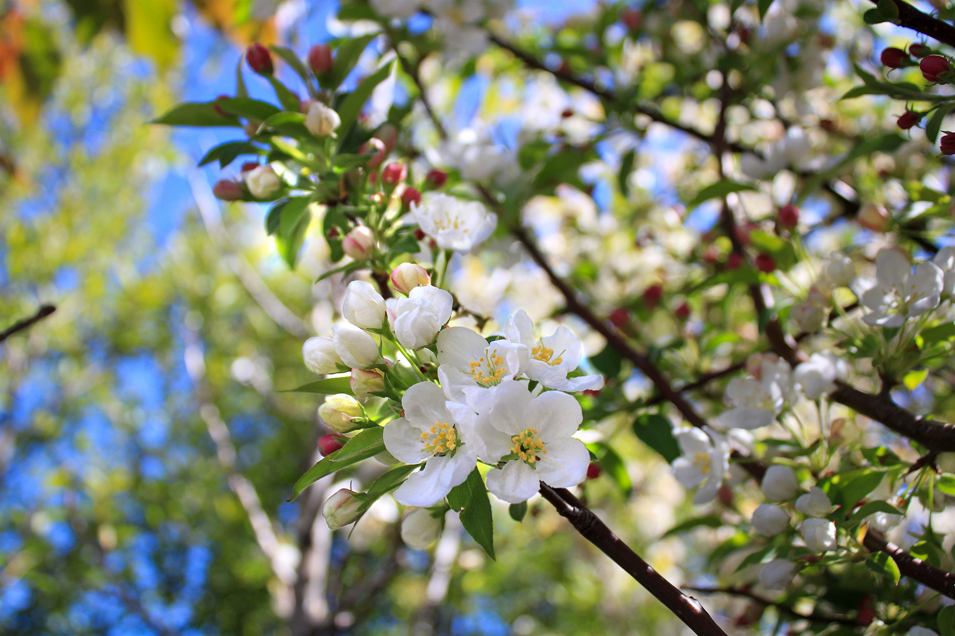 Snowdrift Crabapple flowers 1920×1280
