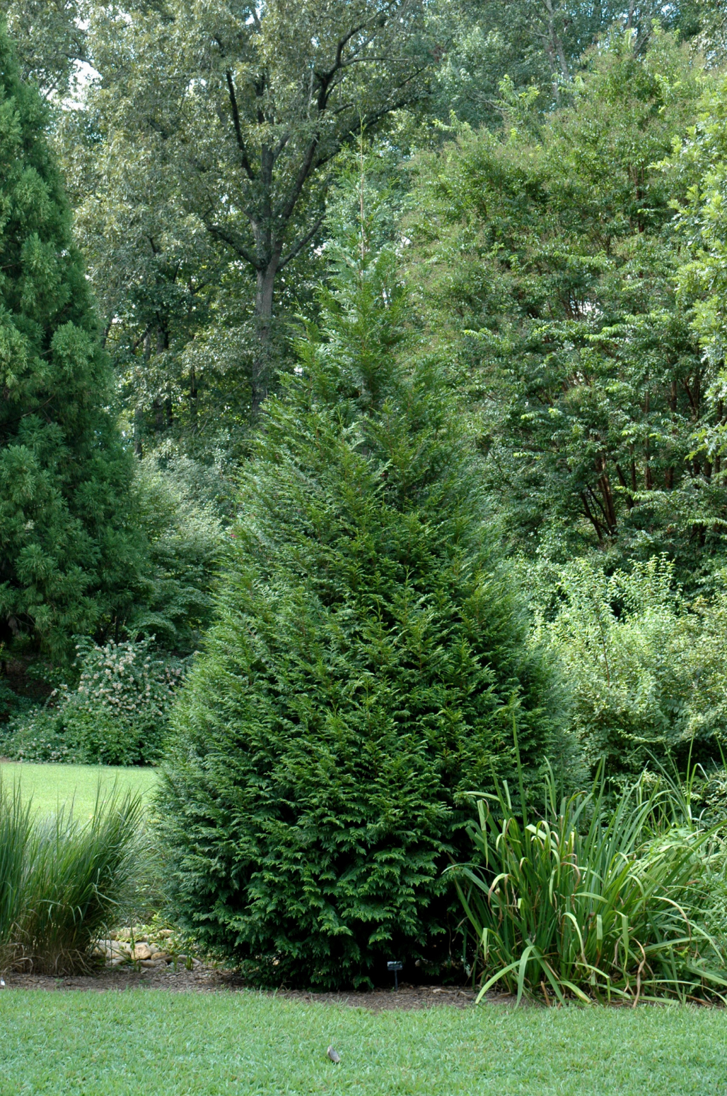 Incense Cedar wide