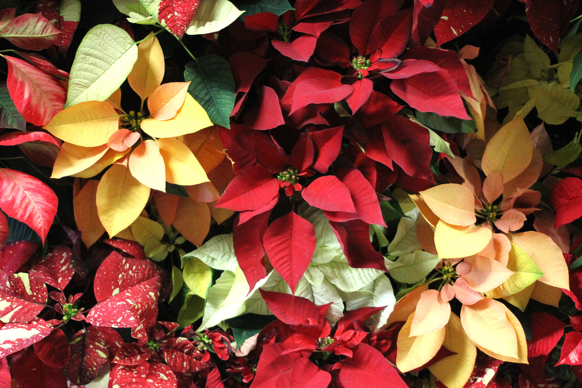 Poinsettia Variety 1920×1280 (2)