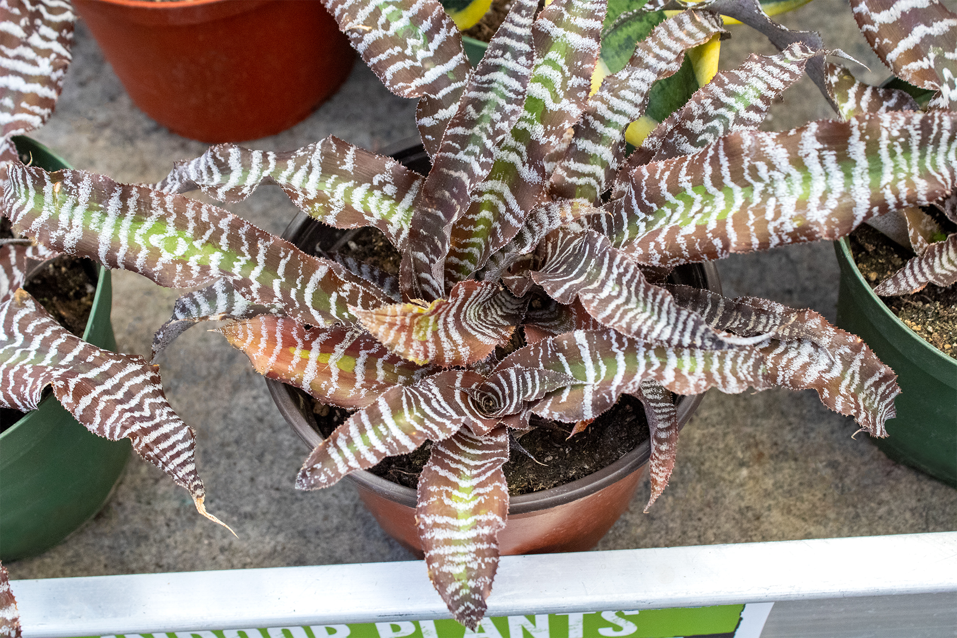 zebra cryptanthus 1920×1280