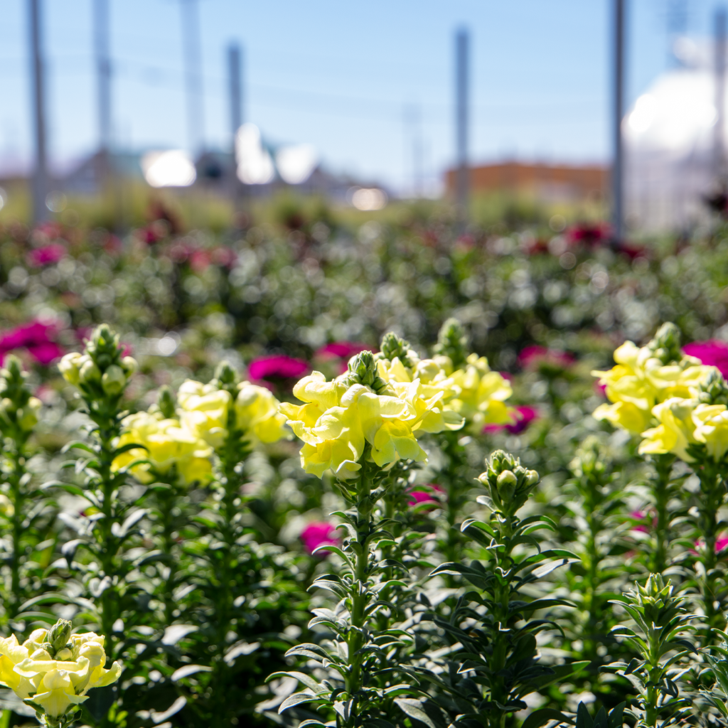 minden flowers 1