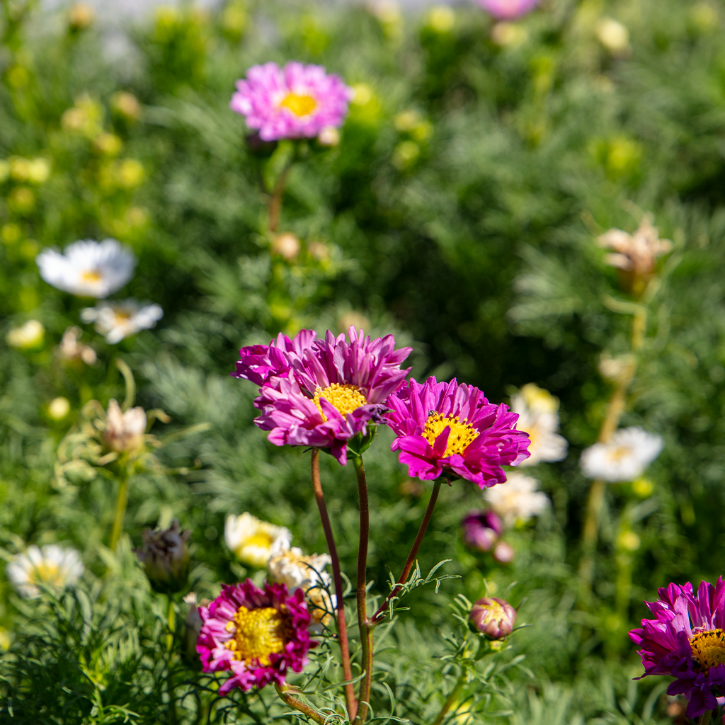minden flowers 2