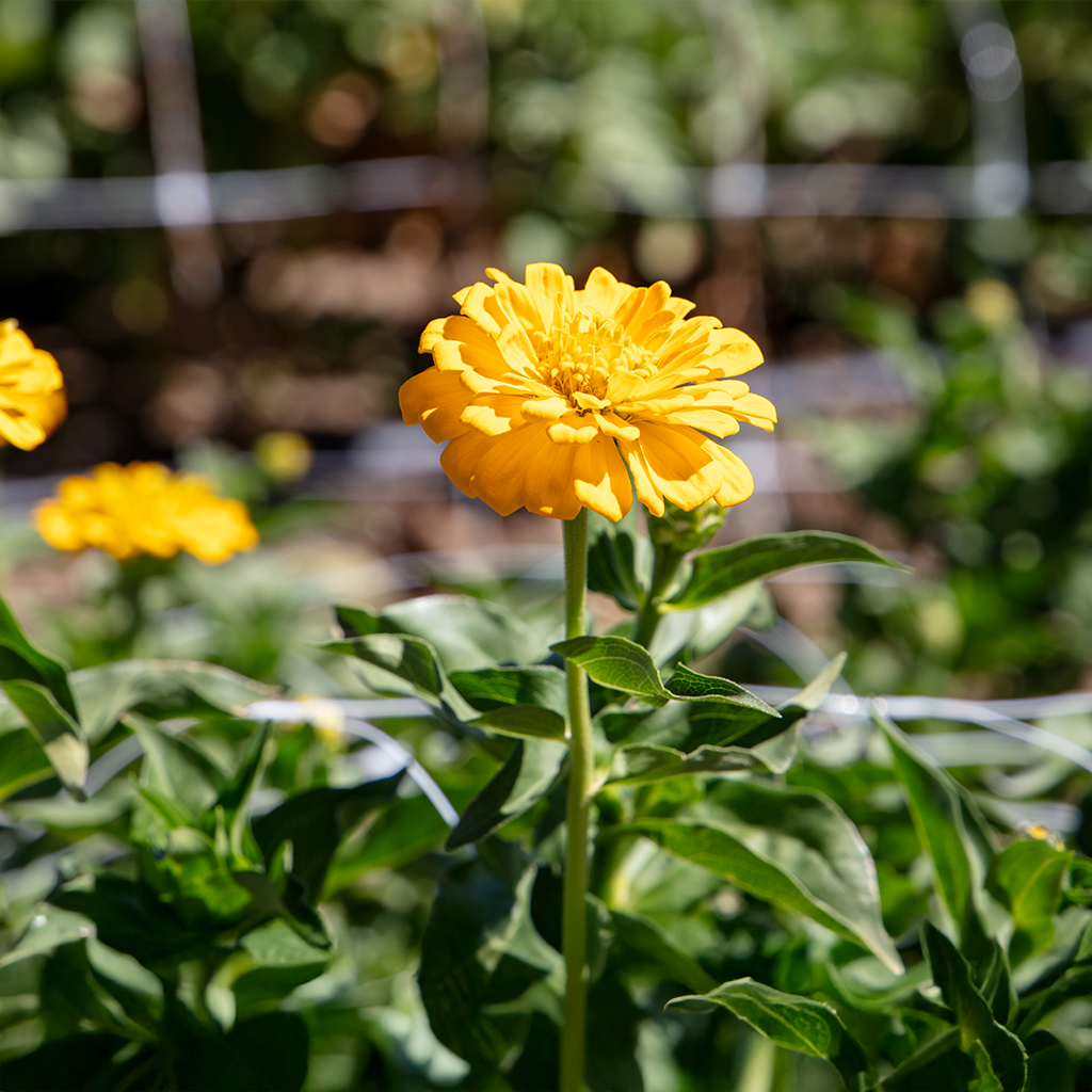 minden flowers 4
