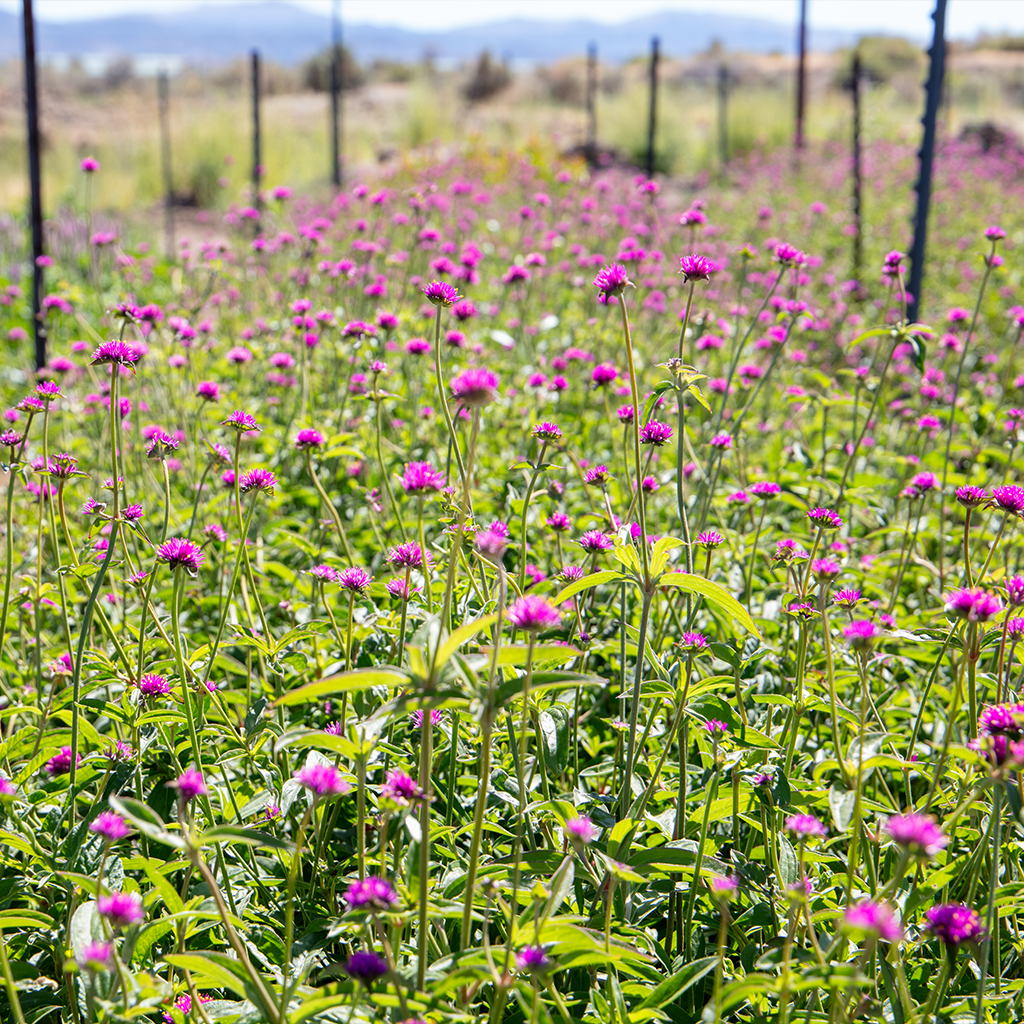 minden flowers 5