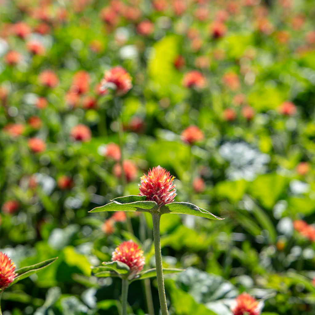 minden flowers 6