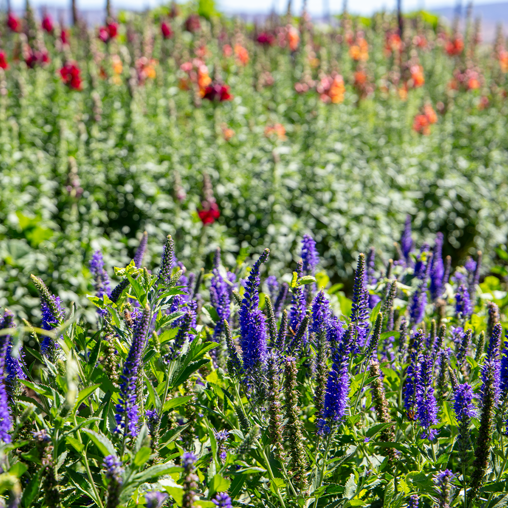 minden flowers 7
