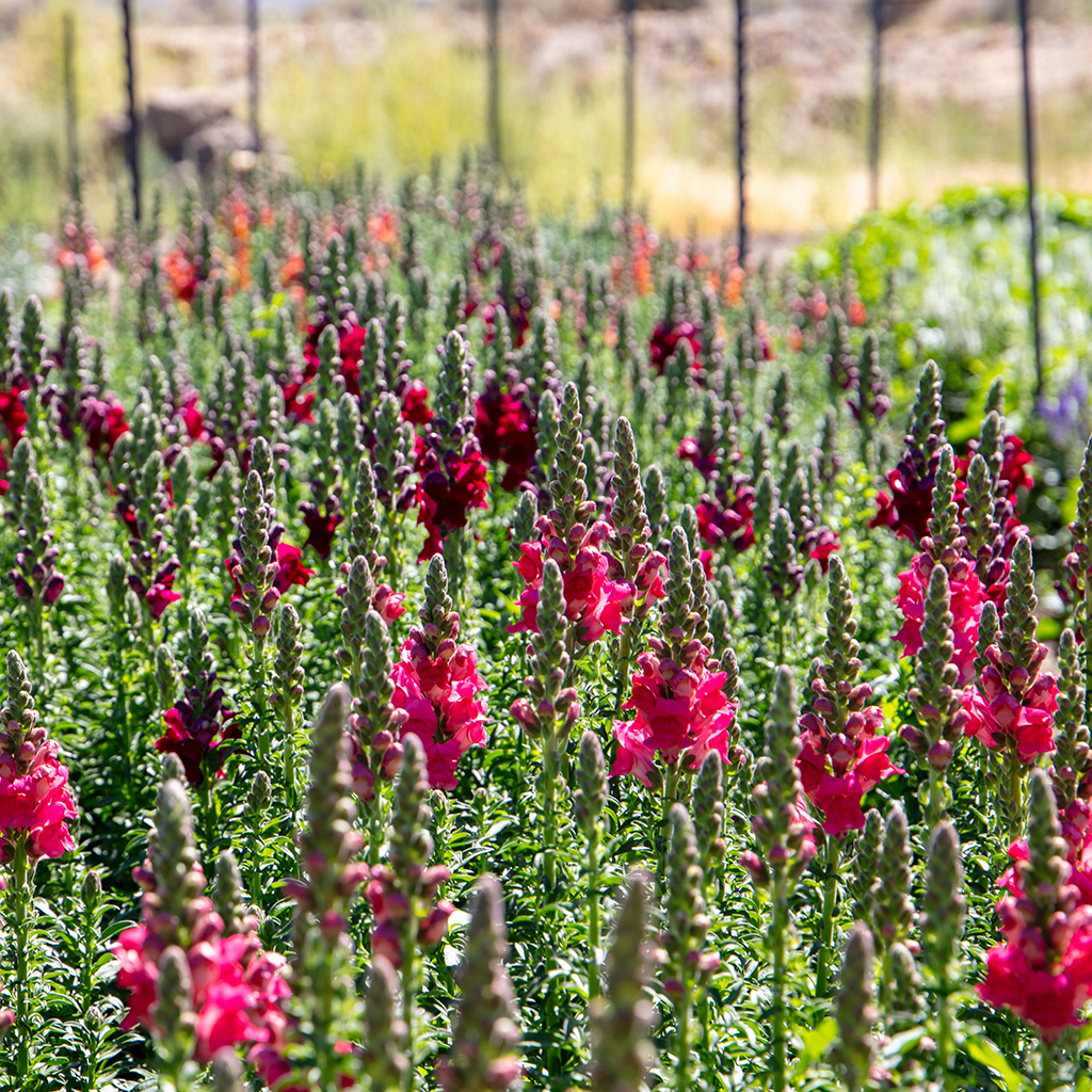 minden flowers 8