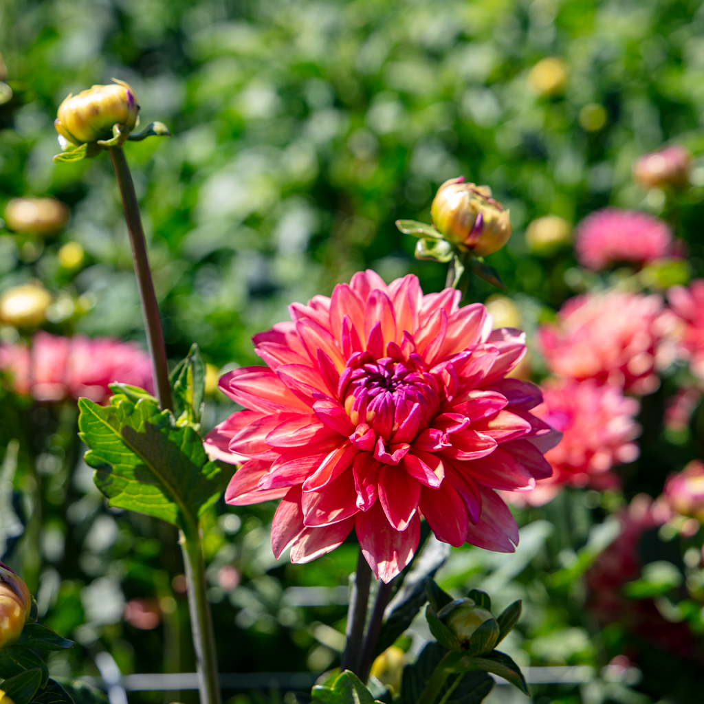 minden flowers 9