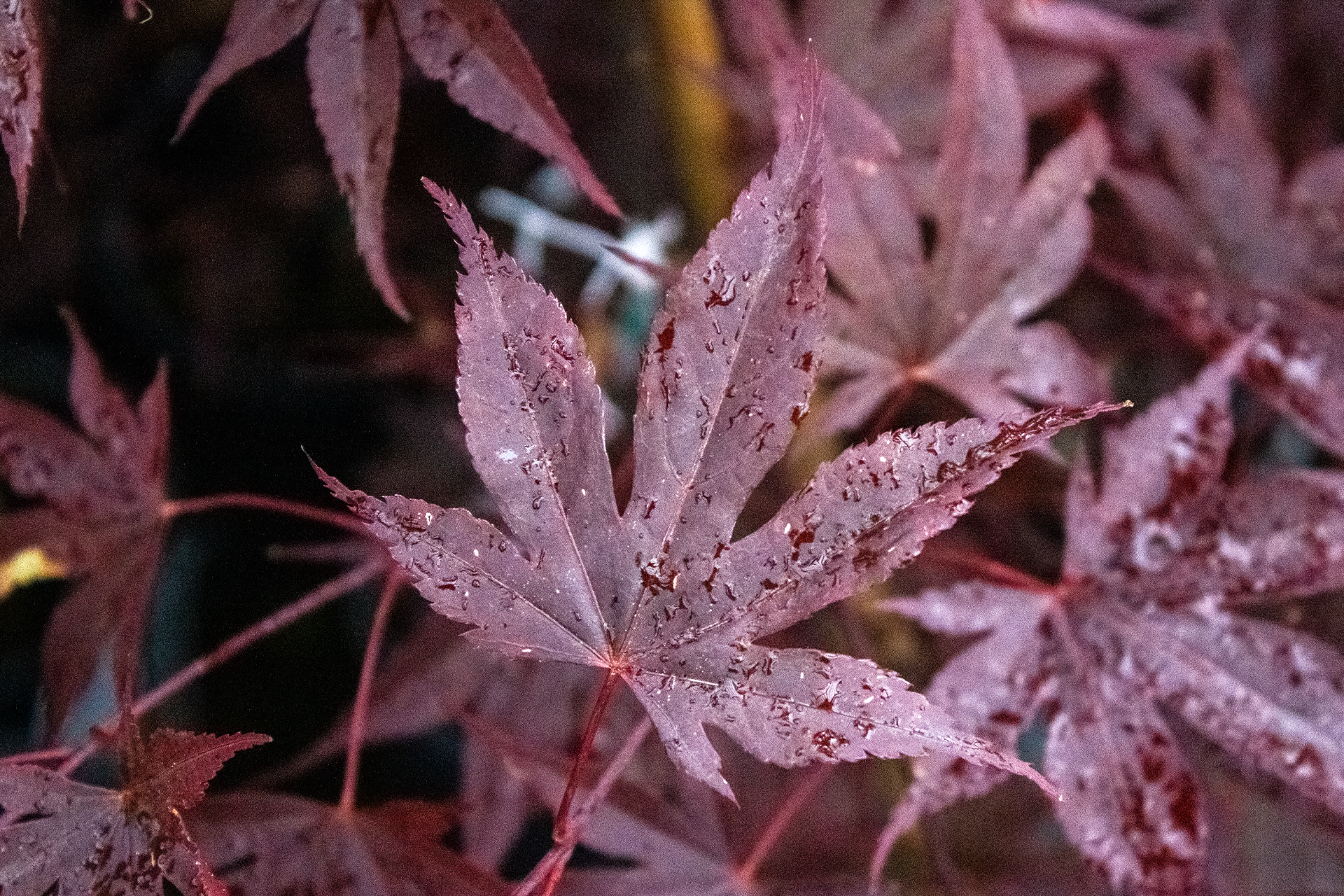 Fireglow Japanese Maple Leaf 1920×1280