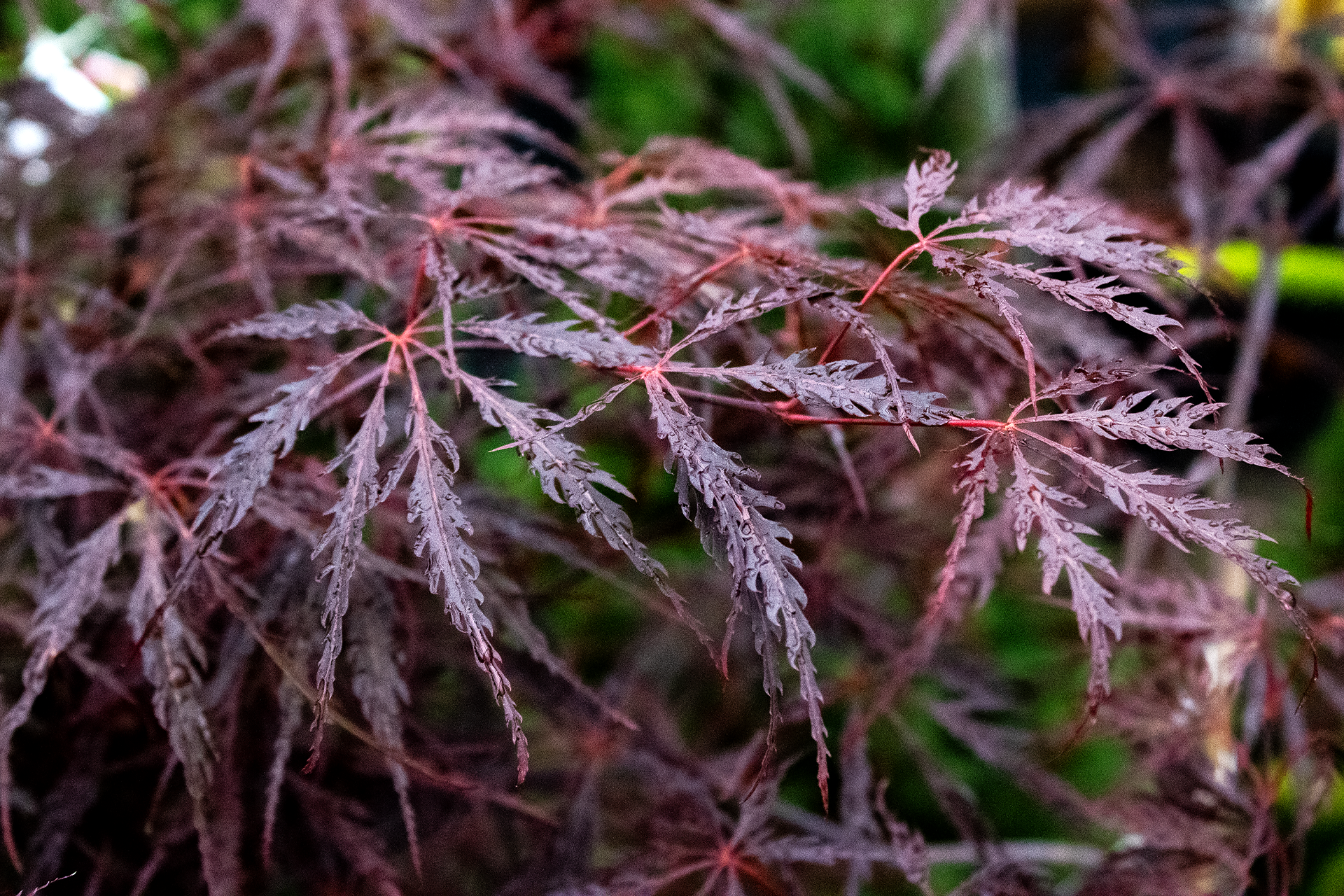 Inaba Shidare Cutleaf Japanese Maple 1920×1280
