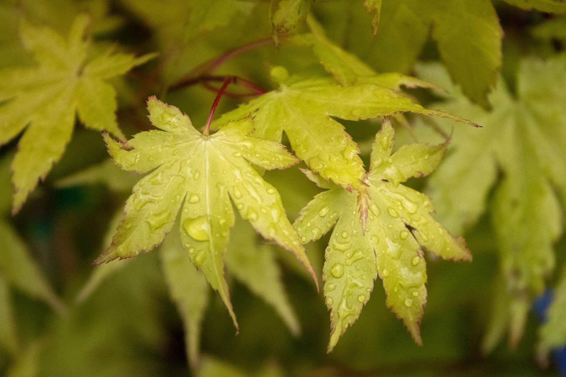 Summer Gold Japanese Maple 1920×1280