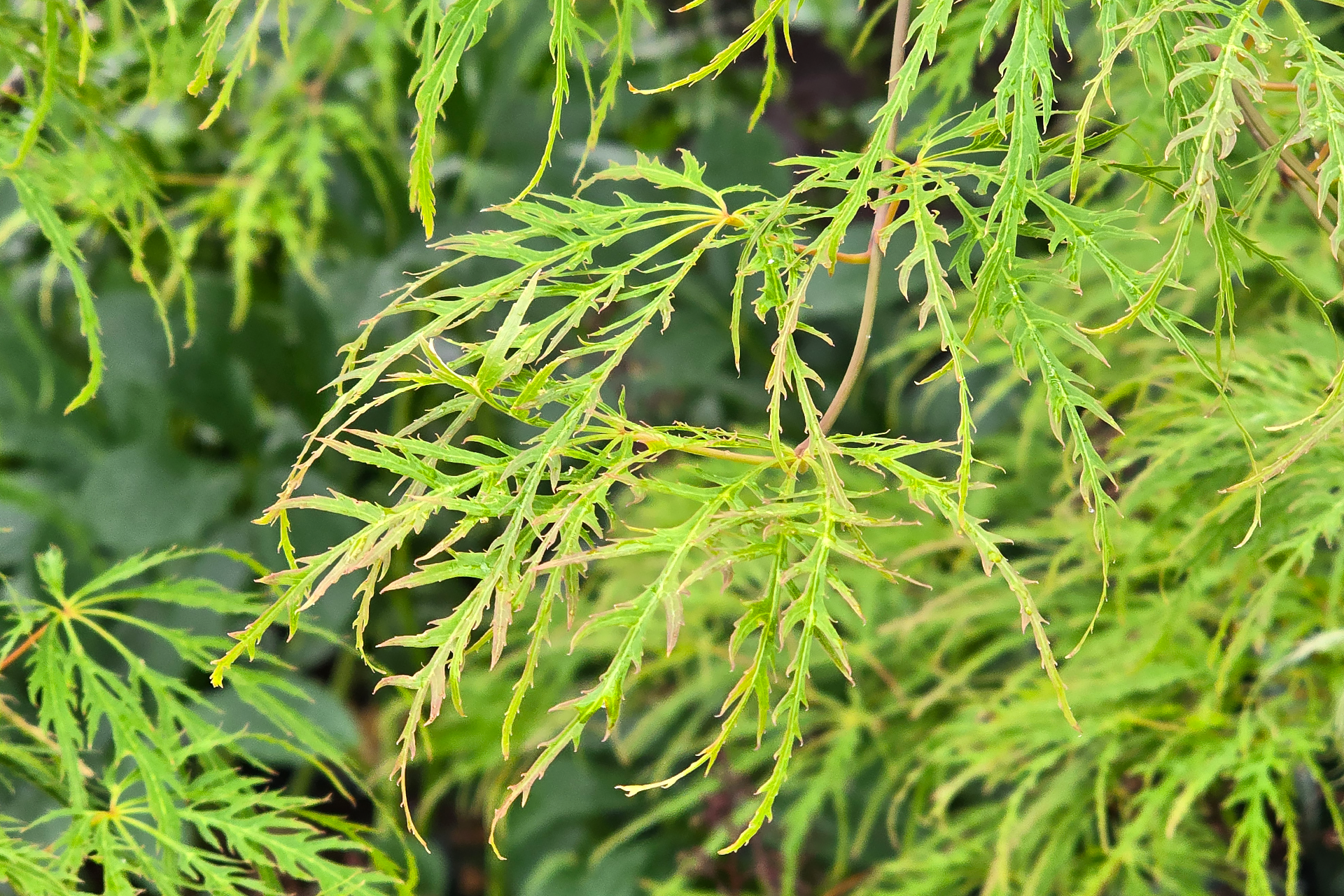 Viridis Laceleaf Japanese Maple 1920×1280