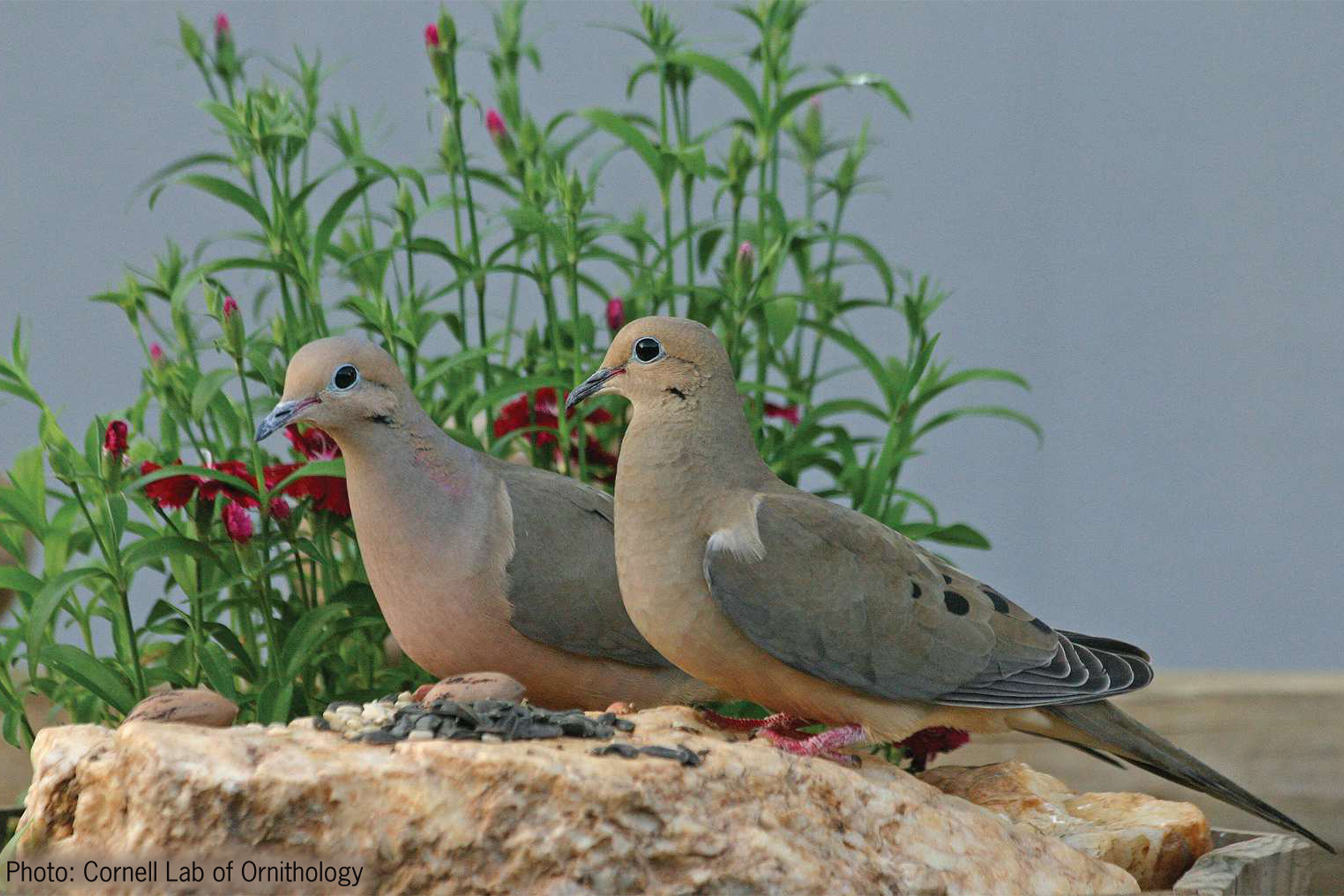 dove 3