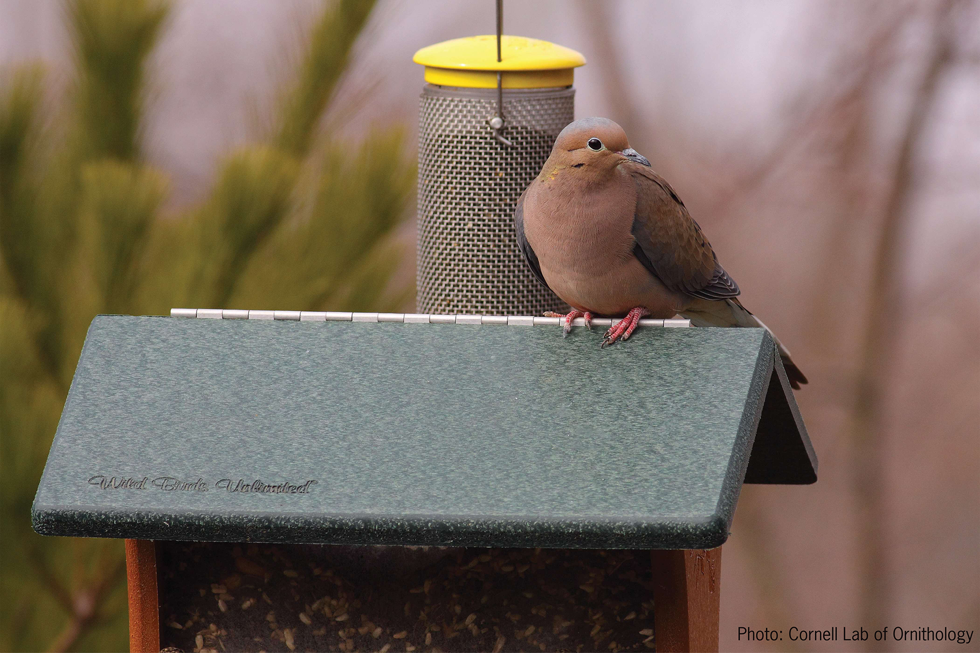 dove