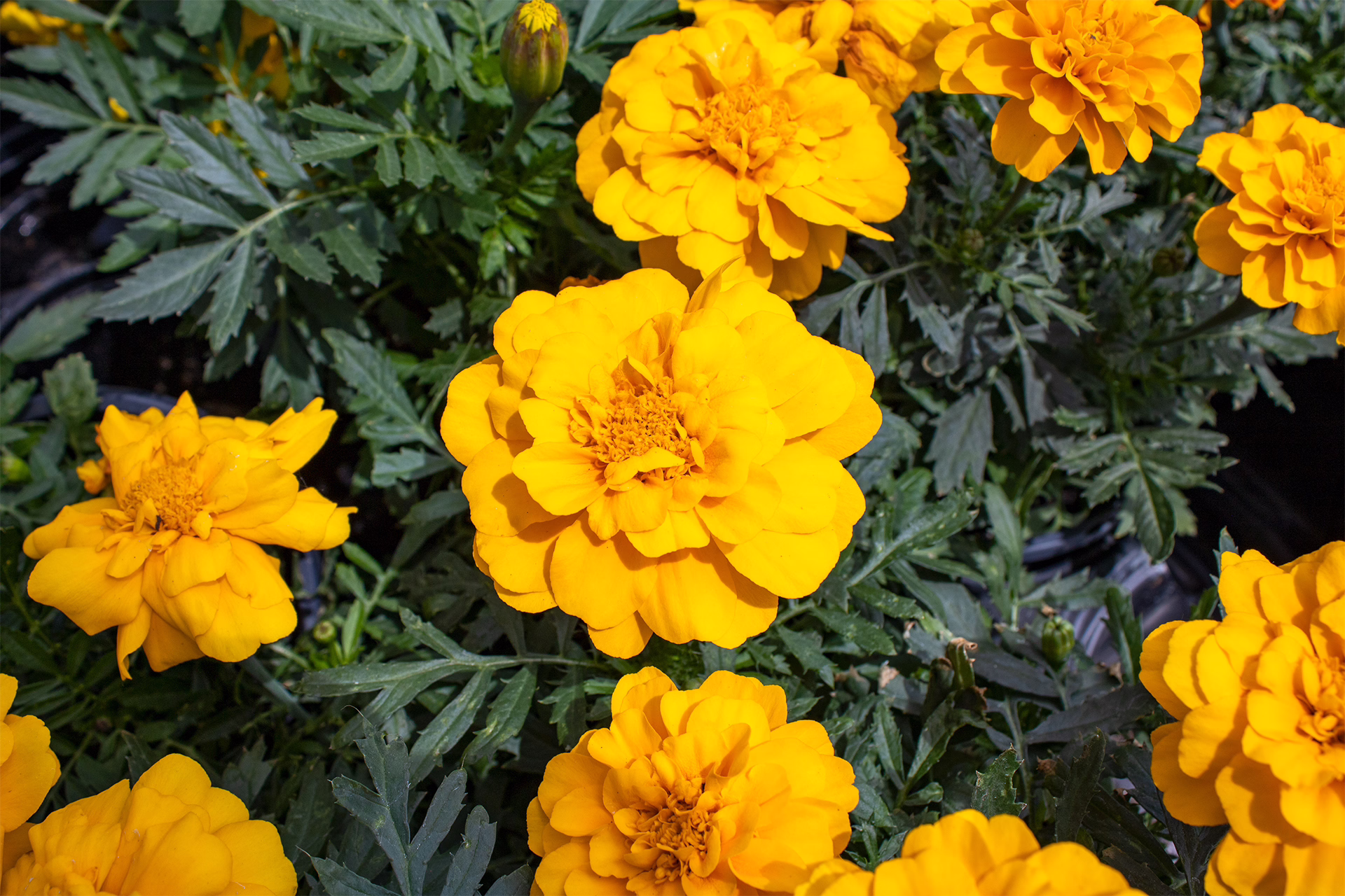 Durango Gold Marigolds 1920×1280