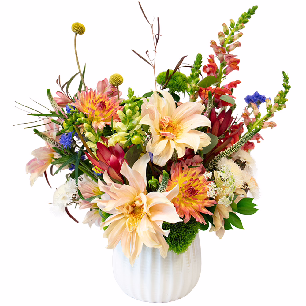 dahlia daze