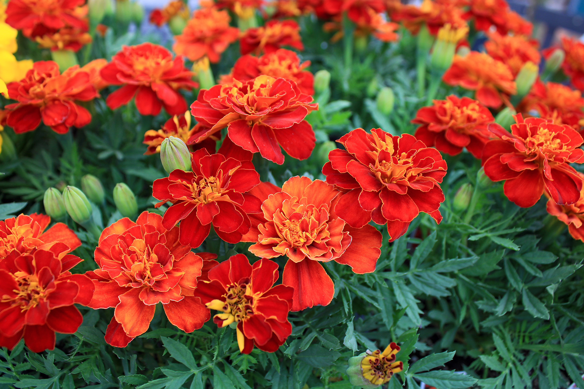 durango red marigolds 1920×1290