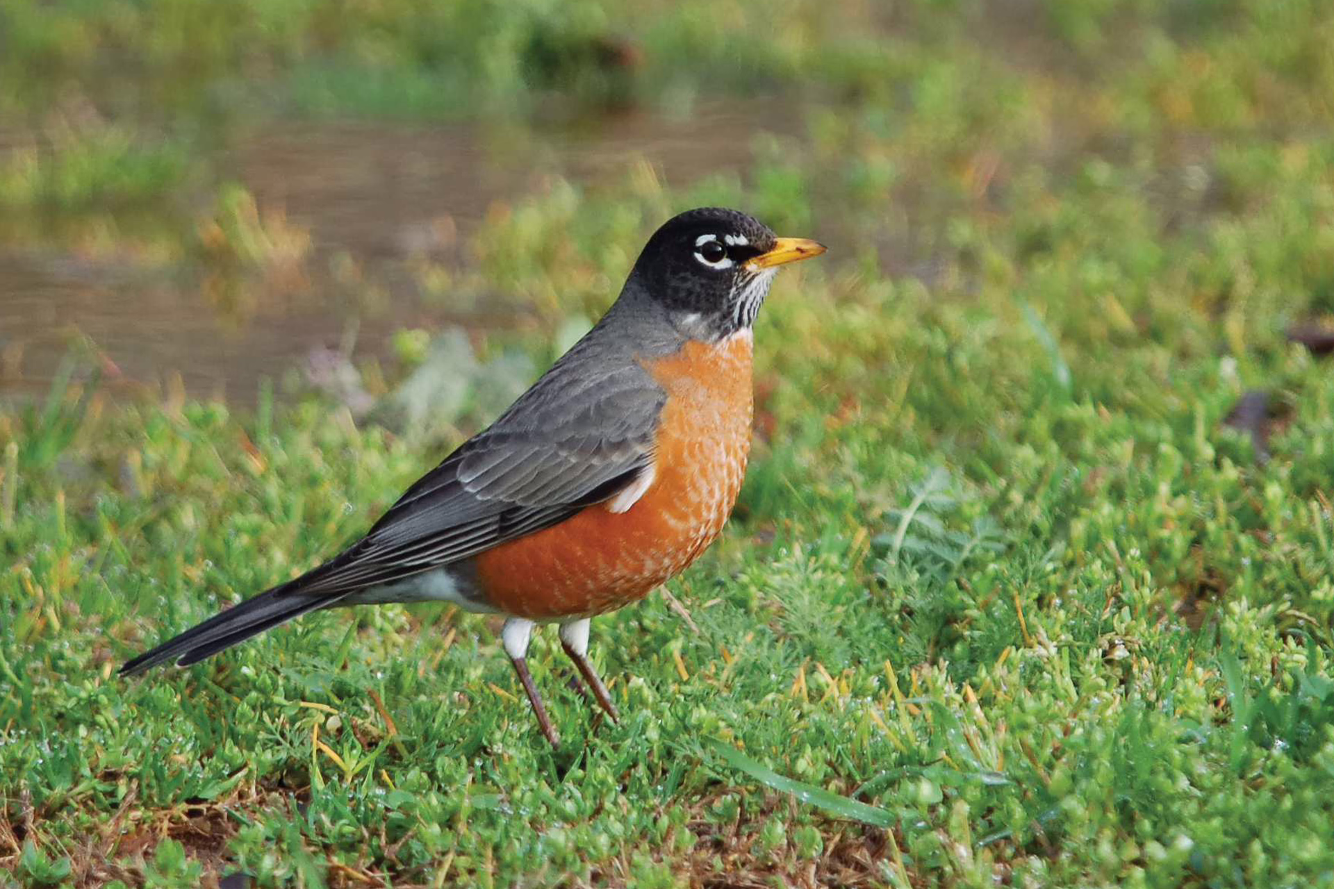 American Robin 1920×1280