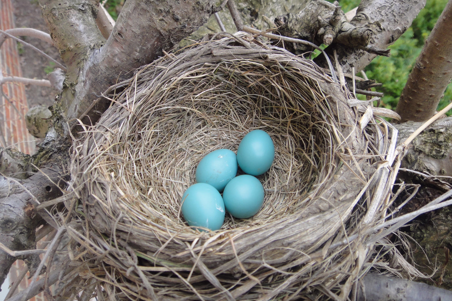 American Robin Eggs 1920×1280