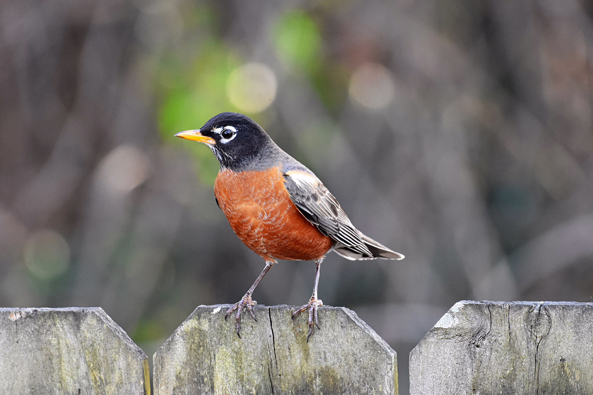 American Robin fence 1920×1280