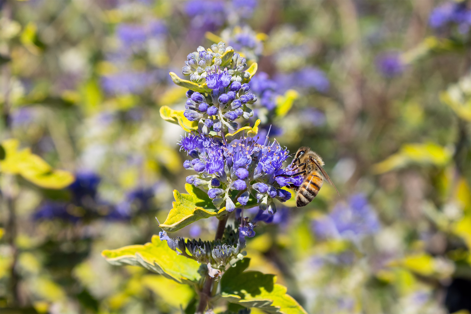 Beekeeper Bluebeard 1920×1280