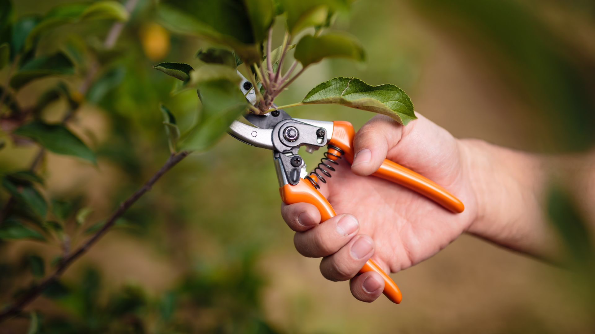 pruning