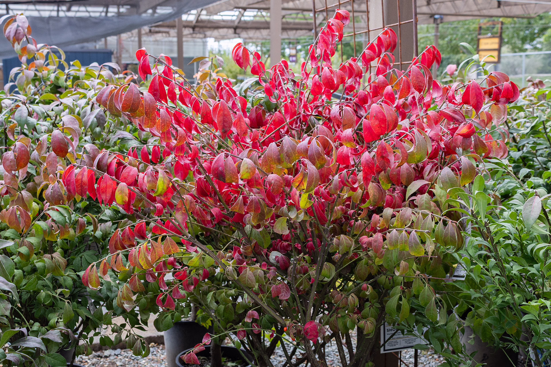 Burning Bush Fall Color 6 1920×1280
