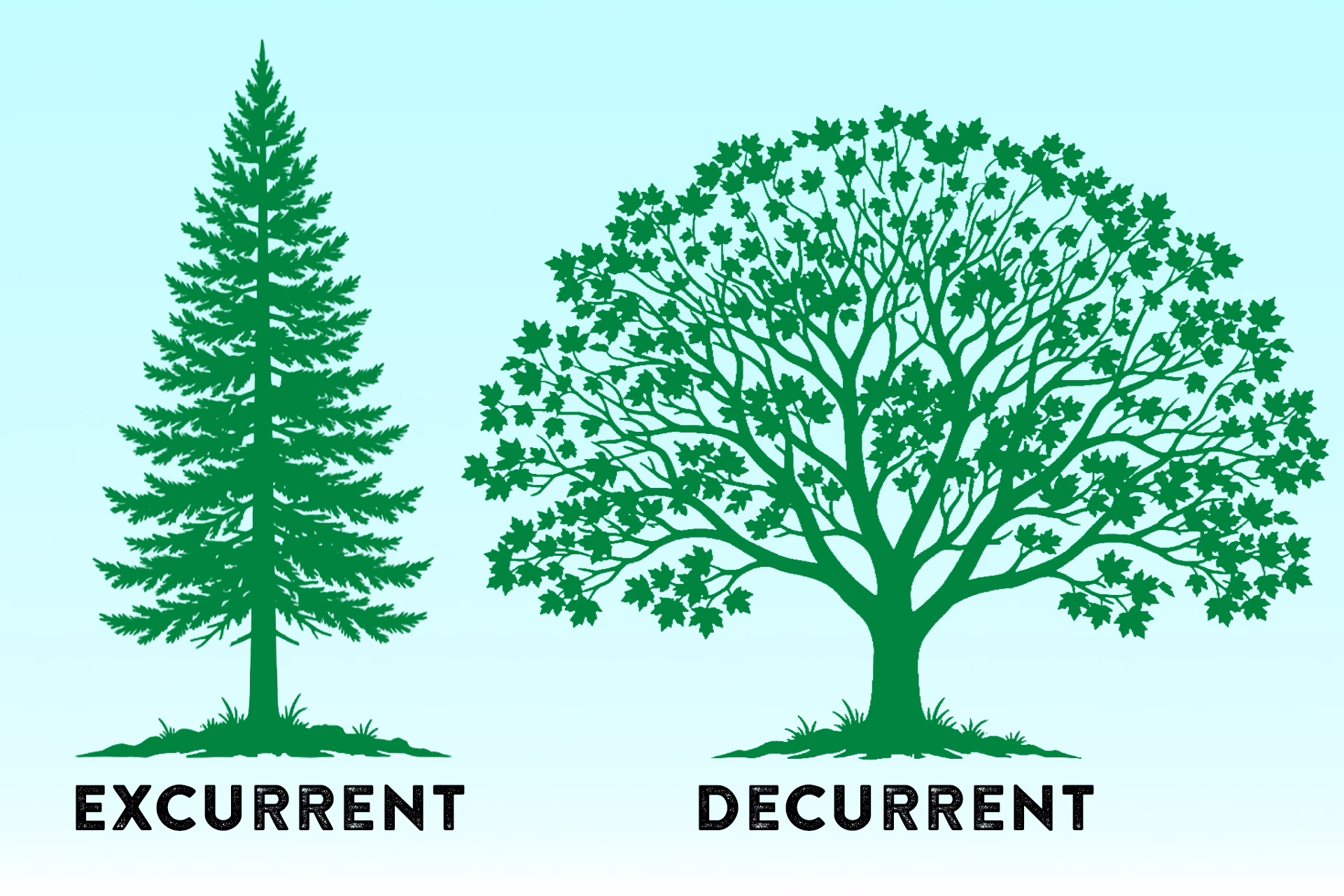 Excurrent vs decurrent trees
