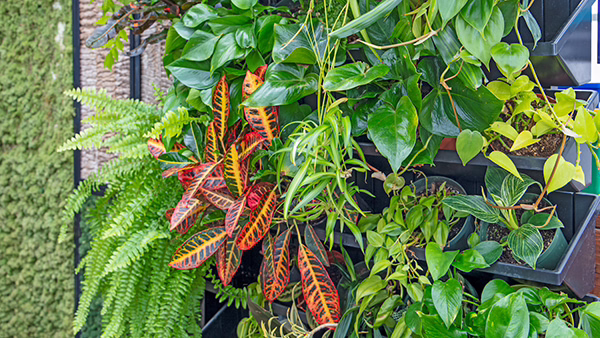 Landscape_interior-plant-services_-image-4_compressed