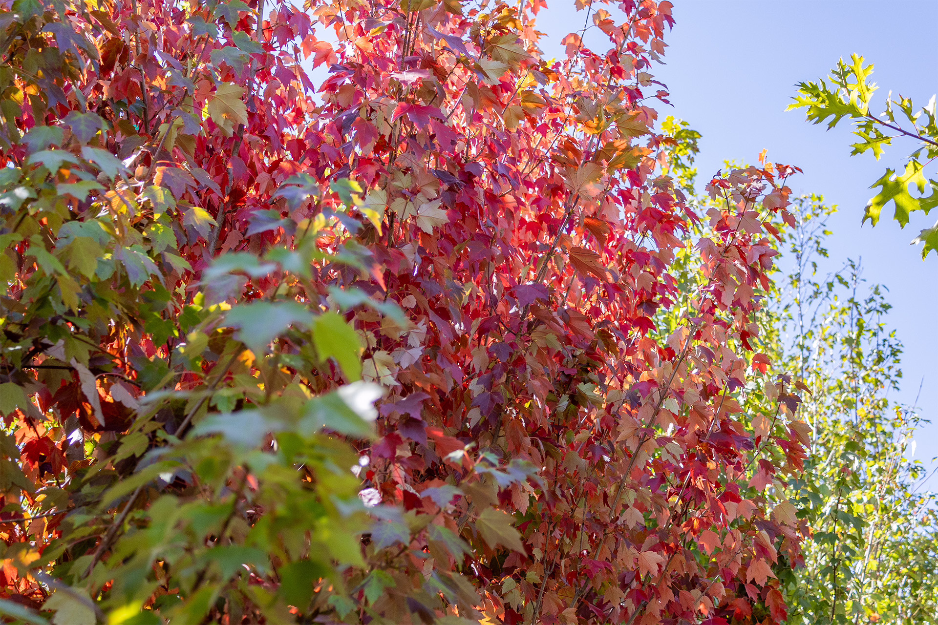 Sun Valley Red Maple Fall Color 5_1920x1280