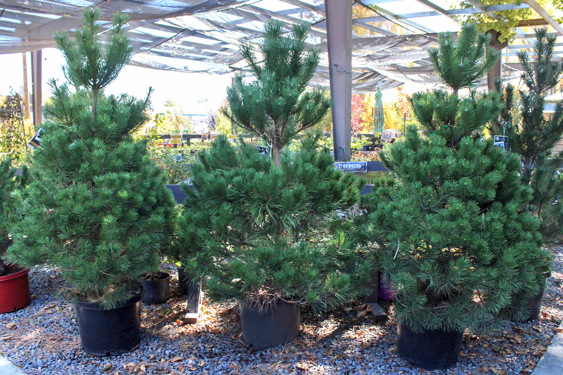 austrian pine trio 1920×1280